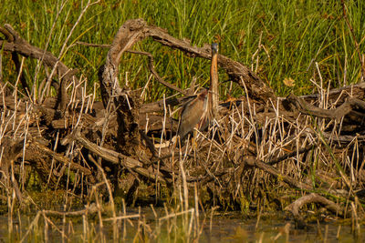 View of a reptile in the field