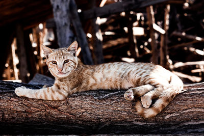 Portrait of cat lying down