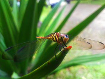 Close-up of insect on leaf