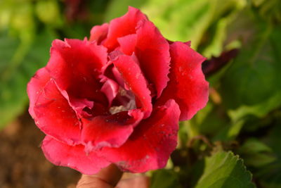 Close-up of red rose blooming outdoors