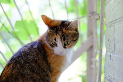 Close-up portrait of cat