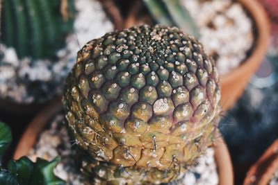 Close-up of fruit