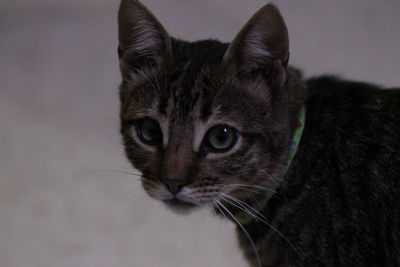 Close-up portrait of a cat