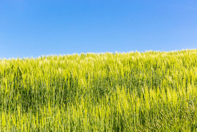 Cornfield in the summer with blue sky