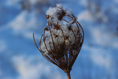 Close-up of dried plant