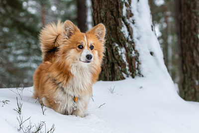 Portrait of dog on snow covered land