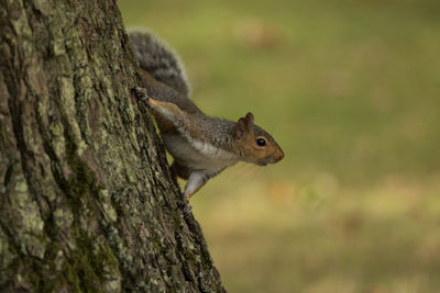 Close-up of squirrel on tree trunk