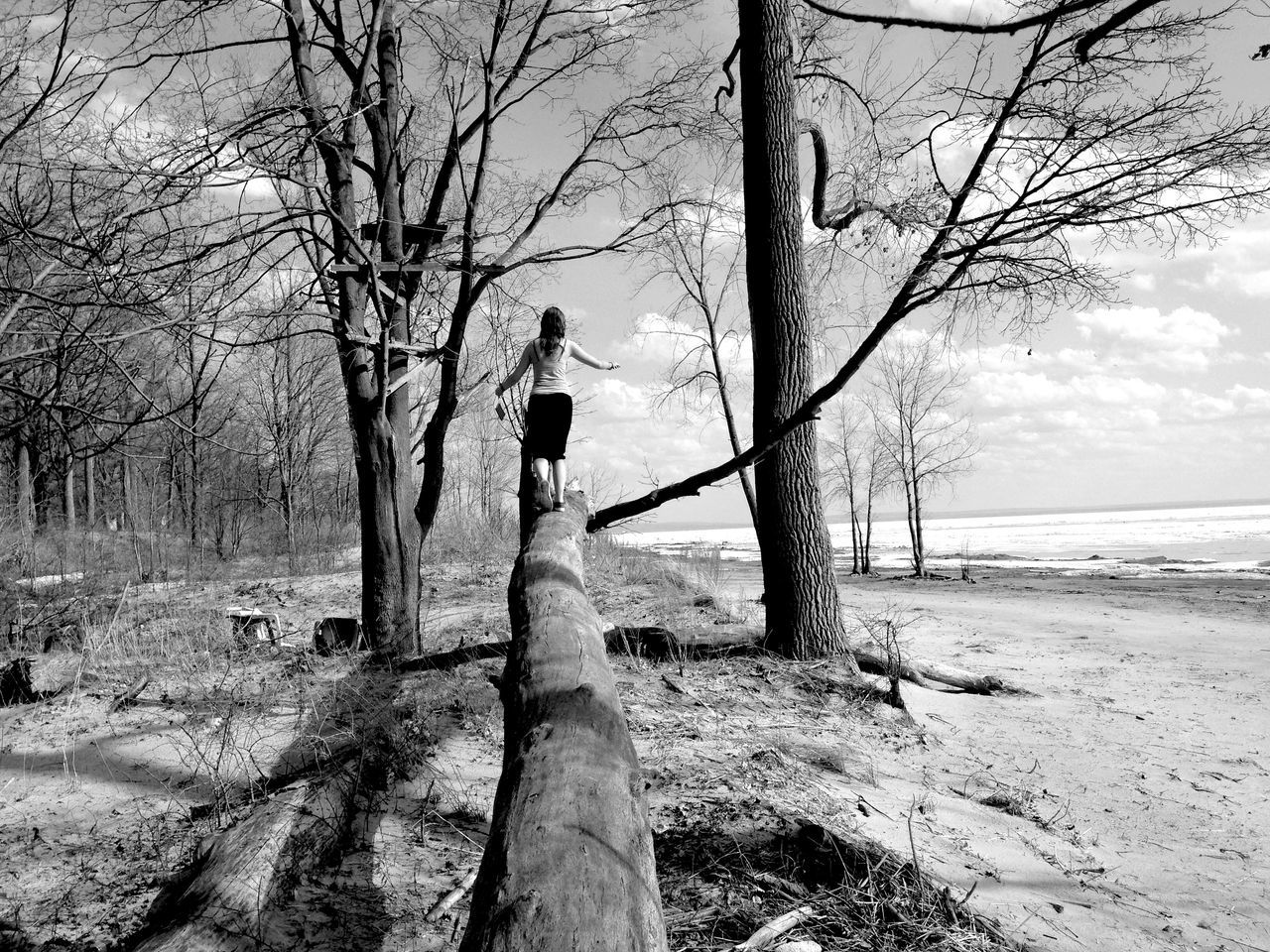 bare tree, tree, branch, bird, water, animal themes, sky, tranquility, sea, tree trunk, animals in the wild, one animal, nature, wildlife, tranquil scene, beauty in nature, horizon over water, full length, silhouette, shore