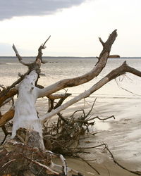Dead tree on beach