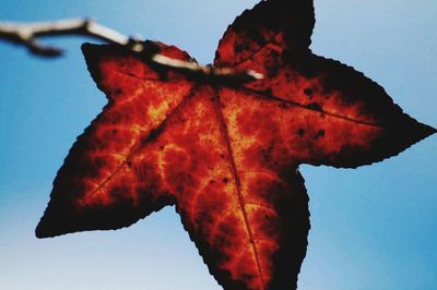 Close-up of dry maple leaf against sky