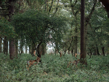 Trees on field in forest