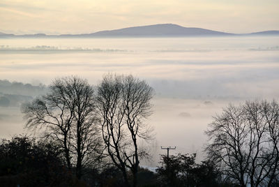 Silhouette bare trees against sky during sunset