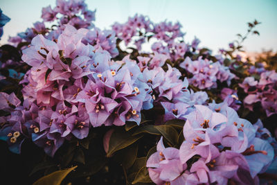 Close-up of pink bougainvillea flowers