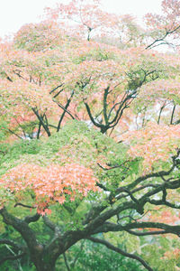 Low angle view of flowering tree