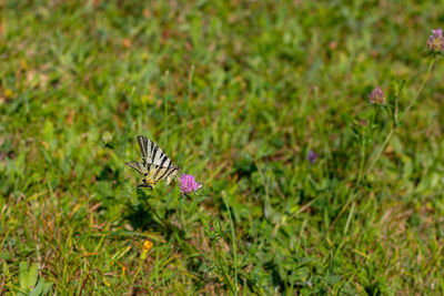 Butterfly pollinating on purple flower