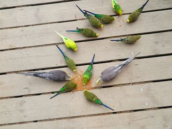High angle view of parrots eating