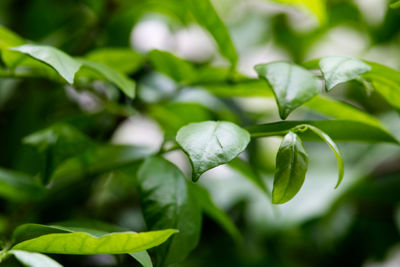 Close-up of fresh green plant