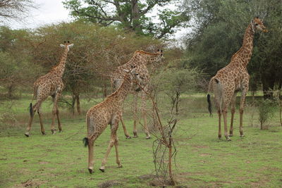 View of an animal on field