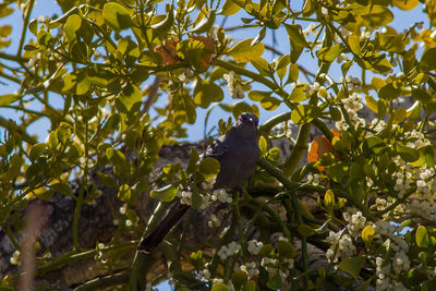 Low angle view of bird perching on tree