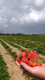 Hand holding fruit on field against sky