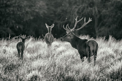 Deer on field