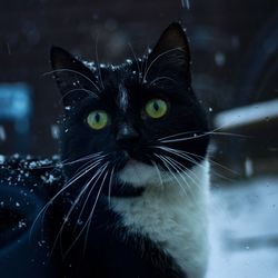 Close-up portrait of black cat