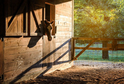 Horse in stable against trees at morning