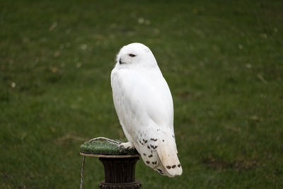 Close-up of white owl perching outdoors
