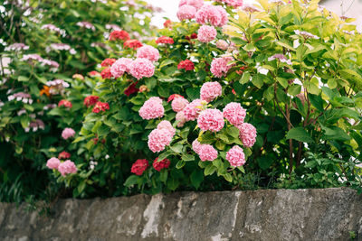 Close-up of pink flowering plants