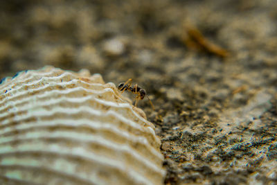 Close-up of insect on sand