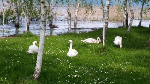 Swans on lake