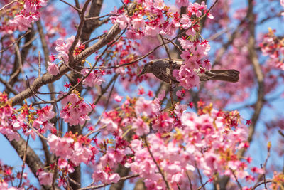 Low angle view of bird perching on cherry tree during sunny day
