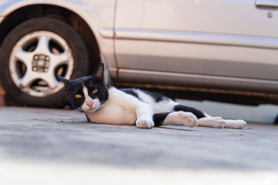 Portrait of cat sitting on street