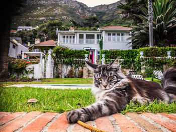 Cat looking away while standing outside house