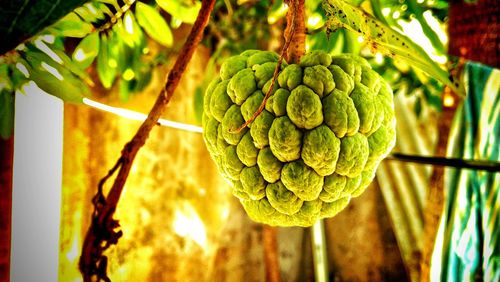 Close-up of custard apple hanging from tree