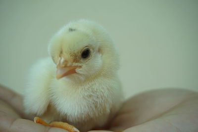 Close-up of a bird