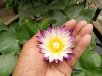 Close-up of hand holding lotus flower