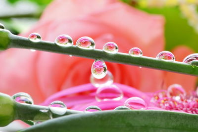 Close-up of water drops on flower