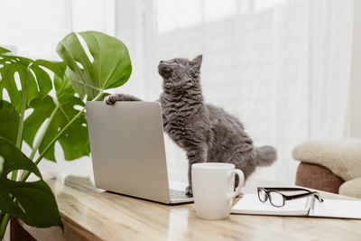 Charming gray kitten sits in front of a laptop and holds it with his paw. remote work from home