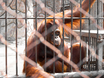 View of cat in cage