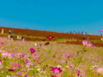 Close-up of flowering plants on field against clear sky