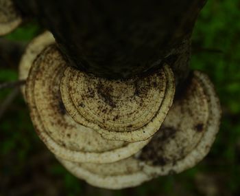 Close-up of tree trunk