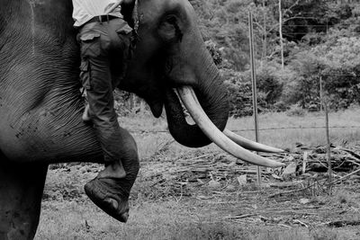 Low section of men climbing on elephant