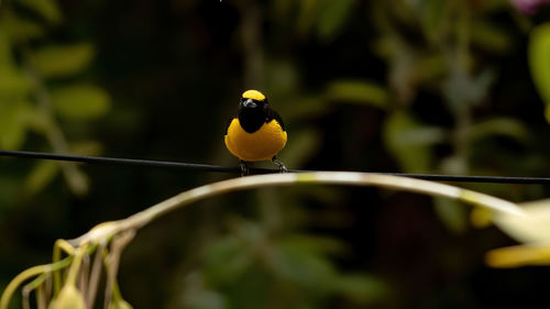 Close-up of bird perching on leaf