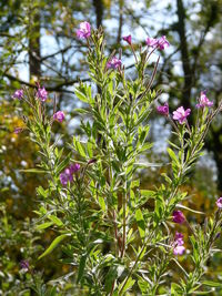 Close-up of flowers blooming outdoors