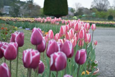 Close-up of pink tulips in park