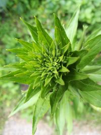 High angle view of plant growing on field