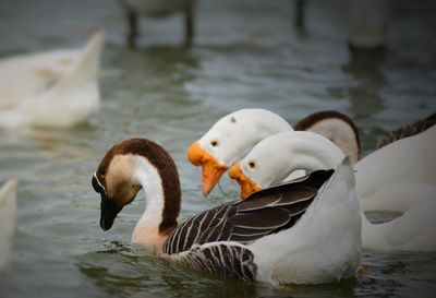 Swans swimming in lake