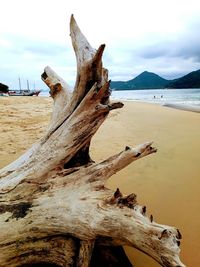 Close-up of dead tree on beach against sky