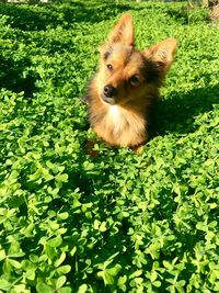 Dog on grass